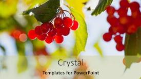  Presentation with berries - Audience pleasing presentation consisting of berries-of-viburnum-on-background backdrop and a yellow colored foreground