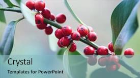  Presentation with red and gold leaves - PPT theme having berries on a holly bush background and a light blue colored foreground