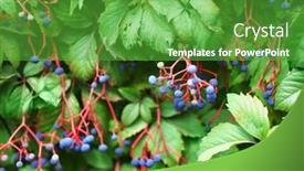  Presentation with berries - Theme enhanced with berries-on-bush-close-up background and a shamrock green colored foreground