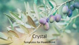  Presentation with olive tree branch ripe - Amazing theme having berries on it in mild backdrop and a soft green colored foreground