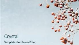  Presentation with snow - Colorful theme enhanced with berries with snow backdrop and a sky blue colored foreground