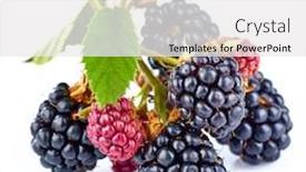  Presentation with green leaves - PPT theme featuring berry-blackberry-on-branch background and a white colored foreground