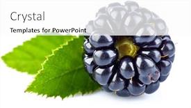  Presentation with blackberry - Cool new PPT theme with berry-blackberry-with-green-leaves backdrop and a white colored foreground