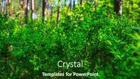  Presentation with forest - Slide deck having berry-bushes-in-the-sunny background and a forest green colored foreground