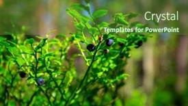  Presentation with forest - Presentation design featuring berry-bushes-in-the-sunny background and a tawny brown colored foreground
