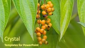  Presentation with golden berry - Amazing PPT theme having berry fruit of golden dewdrop backdrop and a tawny brown colored foreground