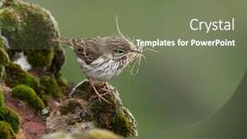  Presentation with natural - PPT theme with berthelot-s-pipit-anthus-berthelotii background and a violet colored foreground