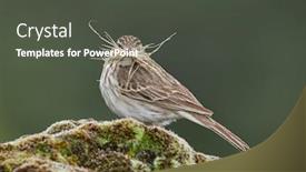  Presentation with natural - Beautiful PPT layouts featuring berthelot-s-pipit-anthus-berthelotii backdrop and a dark gray colored foreground