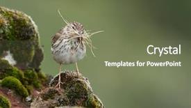  Presentation with natural - Colorful presentation design enhanced with berthelot-s-pipit-anthus-berthelotii backdrop and a violet colored foreground