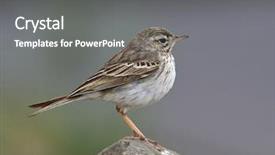  Presentation with natural - Audience pleasing PPT layouts consisting of berthelot-s-pipit-anthus-berthelotii backdrop and a gray colored foreground