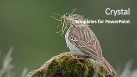  Presentation with natural - Audience pleasing PPT theme consisting of berthelot-s-pipit-anthus-berthelotii backdrop and a tawny brown colored foreground