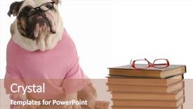  Presentation with english bulldog - Presentation theme enhanced with beside a stack of book background and a coral colored foreground