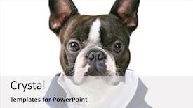 Presentation with boston - Colorful slide deck enhanced with mans best friend - boston terrier with a suit backdrop and a light gray colored foreground