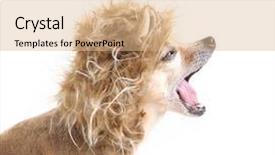  Presentation with lion - Beautiful PPT layouts featuring cute chihuahua in a lion costume backdrop and a coral colored foreground