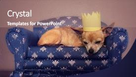  Presentation with crown - PPT layouts having cute chihuahua with a crown on napping on a couch background and a coral colored foreground