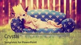  Presentation with vintage retro - Audience pleasing slide deck consisting of best friends - cute chihuahua laying backdrop and a yellow colored foreground