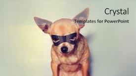  Presentation with mask - Audience pleasing PPT layouts consisting of best friends - cute chihuahua with a mask backdrop and a light gray colored foreground
