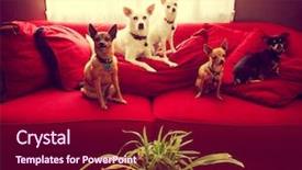  Presentation with living room - Colorful slides enhanced with beautiful waterfall in deep forest in thailand backdrop and a gray colored foreground.