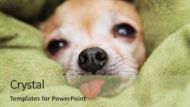  Presentation with tongue - Slide set with best opening - cute chihuahua wrapped background and a mint green colored foreground