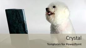  Presentation with dog and cat on computer - Cool new slides with best virus - bichon frise dog uses her backdrop and a mint green colored foreground