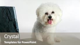  Presentation with dog and cat on computer - Theme enhanced with best virus - bichon frise dog uses her background and a gray colored foreground