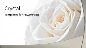  Presentation with white rose - Beautiful slides featuring best wishes - close-up of white rose petals backdrop and a  colored foreground