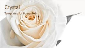  Presentation with best - Presentation theme enhanced with best wishes - close-up of white rose petals background and a  colored foreground