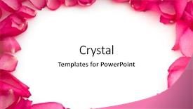  Presentation with white rose - Amazing presentation having best wishes - rose petals on white background backdrop and a white colored foreground