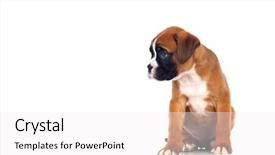  Presentation with boxer - Amazing presentation theme having  backdrop and a  colored foreground