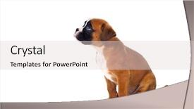  Presentation with boxer - Presentation theme enhanced with love boxers - adorable boxer puppy sitting background and a light gray colored foreground
