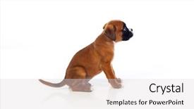  Presentation with boxer - Presentation theme having side profile one brown - adorable boxer puppy sitting background and a lemonade colored foreground