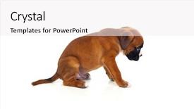  Presentation with boxer - PPT theme having  background and a  colored foreground