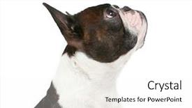  Presentation with boston - PPT theme consisting of hipster hand drawn crazy doodle monster city drawing style vector illustration background and a dark gray colored foreground