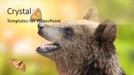  Presentation with brown bear - Slides enhanced with love butterflies - cheerful brown bear ursus arctos background and a blonde colored foreground
