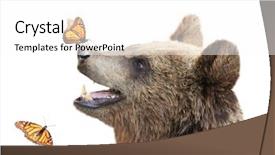  Presentation with brown bear - Slide deck enhanced with love butterflies - cheerful brown bear ursus arctos background and a white colored foreground