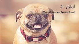  Presentation with filter - Beautiful presentation design featuring close up of a pug backdrop and a lemonade colored foreground