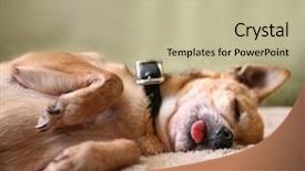  Presentation with doctor helps to get out of bed an elderly woman - PPT theme featuring mans best friend - cute chihuahua on a bed background and a mint green colored foreground