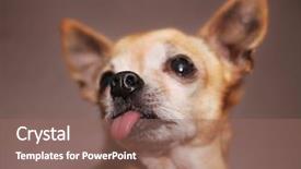  Presentation with tongue - Audience pleasing PPT theme consisting of man and woman talking to man ear backdrop and a violet colored foreground