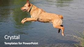  Presentation with canal - Audience pleasing theme consisting of labrador retriever jumping backdrop and a gray colored foreground
