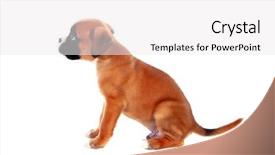  Presentation with boxer - Slide set consisting of love boxers - profile of a adorable boxer background and a white colored foreground