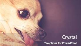  Presentation with filter - Theme enhanced with side view of a cute chihuahua with his tongue out toned with a retro vintage instagram filter background and a tawny brown colored foreground