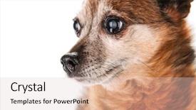  Presentation with frames isolated on white brown - Amazing slide deck having small senior dog pouting isolated backdrop and a lemonade colored foreground