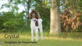  Presentation with poodle - Audience pleasing slide set consisting of standard parti poodle backdrop and a yellow colored foreground