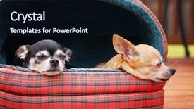  Presentation with sunshine - Slide deck having two chihuahuas in a pet bed taking a nap outside in the sunshine on a deck or patio during summer time background and a wine colored foreground