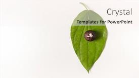  Presentation with ganesha - PPT theme consisting of betel-nut-and-betel-leaf background and a cream colored foreground