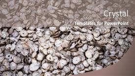  Presentation with betel nut - Presentation design with betel-nut-or-dried-supari background and a gray colored foreground