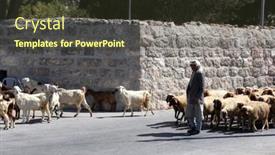  Presentation with shepherd sheep - Colorful PPT theme enhanced with bethlehem-shepherds-field-october-05 backdrop and a tawny brown colored foreground
