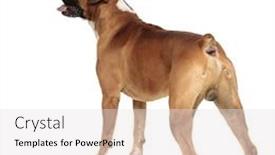  Presentation with boxer - Amazing presentation theme having ass - beutiful athletic boxer captured backdrop and a light gray colored foreground