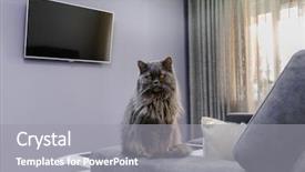  Presentation with dog and cat - Beautiful presentation design featuring beutiful fluffy cat sitting backdrop and a gray colored foreground