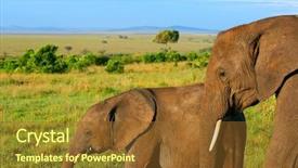  Presentation with elephants - PPT theme featuring beutiful life - elephants in the wild africa background and a tawny brown colored foreground